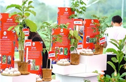 Triệu đôi tay cùng OMO trồng 1 triệu cây xanh