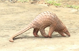 Người dân giao nộp tê tê java quý hiếm