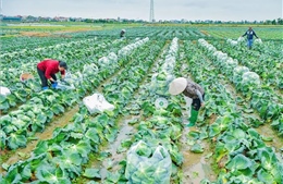 Rau vụ Đông sớm tiêu thụ thuận lợi, giá bán cao
