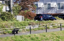 Báo động số vụ gấu tấn công người tại Nhật Bản