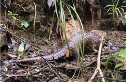 Quảng Ngãi: Thả cá thể tê tê quý hiếm về lại môi trường tự nhiên