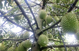 Đa dạng mô hình kinh tế sau khi sắp xếp lại địa giới hành chính​