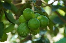 Chanh không hạt tìm đường xuất ngoại