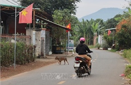 Báo động vấn nạn chó thả rông