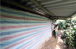 Các tỉnh, thành phố chủ động ứng phó với mưa lớn, rét đậm, rét hại