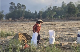 Đà Nẵng: Cát phủ ruộng đồng, nông dân 'chờ' giữa mùa vụ