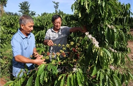 Cà phê được mùa, được giá