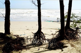 Nguy cơ sạt lở 'nuốt chửng' bãi biển Mỹ Khê