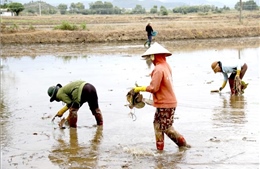 Vùng 'rốn lũ' ven biển Lâm Đồng vượt khó, ổn định cuộc sống