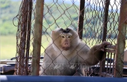 Thả hàng trăm động vật hoang dã về môi trường tự nhiên