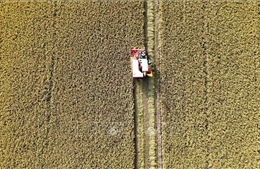 Đề án 1 triệu ha lúa chất lượng cao: Cơ hội tái cơ cấu ngành lúa gạo