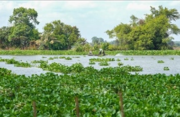 Xử lý lục bình trên sông Vàm Cỏ Đông: Từ ứng phó sang chủ động