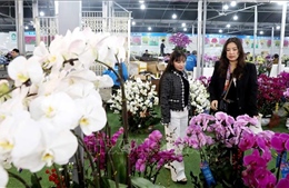 Làng hoa, cây cảnh vào cao điểm cung ứng thị trường Tết