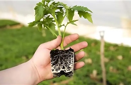 Quy định chặt chẽ việc nhập khẩu cây mang theo bầu đất