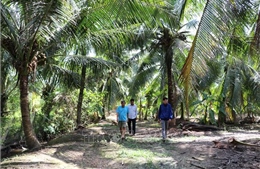 Nghị quyết 57-NQ/TW và nông nghiệp xanh - Bài 2: Sản xuất hữu cơ - hướng đi cho thủ phủ ngành dừa