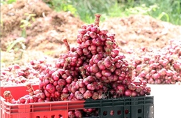 'Thủ phủ' hành tím Vĩnh Châu đột phá từ giống mới