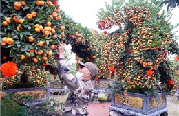 Các làng hoa, cây cảnh vào giai đoạn nước rút cho vụ Tết