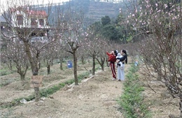 Thời tiết dịp nghỉ Tết Nguyên Bính Ngọ thuận lợi cho việc du Xuân