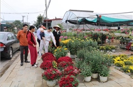 Sắc xuân rực rỡ tại các nhà vườn ở Ninh Bình