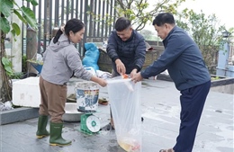 Làng nuôi cá chép đỏ Ninh Châu hối hả 'đón' ngày 23 tháng Chạp