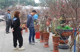 Hương xuân lan tỏa từ chợ hoa Tết