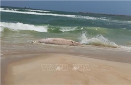 Quảng Trị: Lên phương án xử lý xác cá voi trôi dạt vào bờ biển