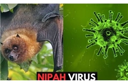 Singapore theo dõi chặt chẽ trường hợp nhiễm virus Nipah tại Bangladesh