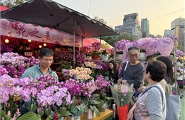 Hương xuân từ chợ hoa Tết tại Hong Kong