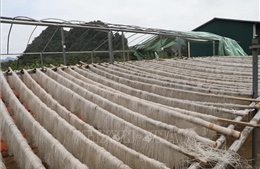 Làng nghề chú trọng an toàn thực phẩm