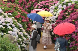 Đảo Jeju vào danh sách 25 điểm đến du lịch hàng đầu thế giới