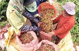 Giá cà phê bật tăng trở lại
