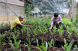 Vĩnh Long chuyển đổi xanh từ phát triển vườn dừa phát thải thấp