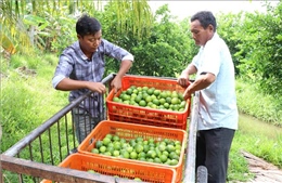 Gắn kết bốn nhà tăng giá trị cho cây có múi