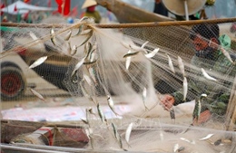 Trúng đậm mùa cá trích, ngư dân phấn khởi vươn khơi