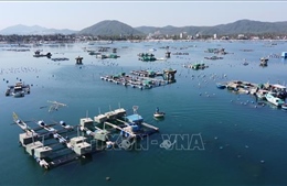 Thủ phủ tôm hùm chật vật khôi phục sản xuất sau thiên tai