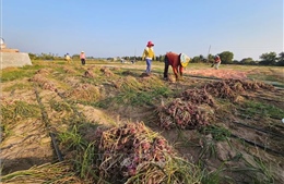 Phát triển vùng hành tím theo hướng xuất khẩu