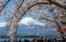 Nhật Bản: Hoa anh đào nở rộ tại núi Phú Sĩ