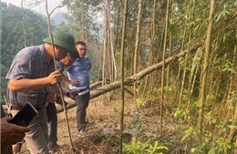 Khẩn trương kiểm soát châu chấu gây hại mùa màng