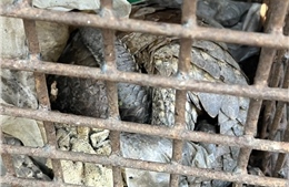 Quảng Trị tiếp nhận 2 cá thể tê tê thuộc nhóm nguy cấp, quý, hiếm