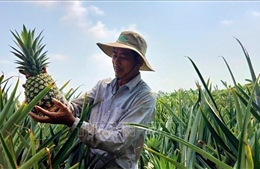 Hình thành vùng nguyên liệu dứa MD2 hướng tới xuất khẩu
