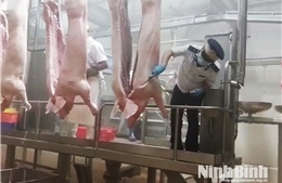 Chủ động phòng dịch từ khâu giết mổ động vật