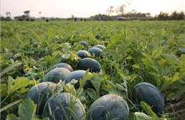 Giá dưa hấu xuống thấp, nông dân lao đao giữa vụ thu hoạch