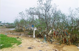 Rừng ngập mặn ven sông Lam đang bị 'bức tử' nghiêm trọng bởi rác