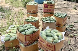 Tìm đầu ra ổn định, nâng giá trị cho trái xoài