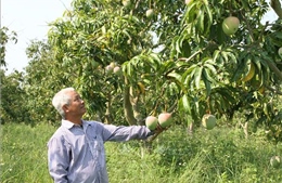 Bấp bênh vùng trồng xoài Úc Cam Lâm - Khánh Hòa