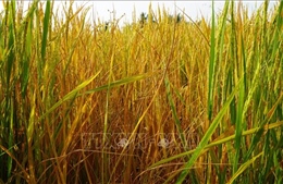 Lấy mẫu xác định nguyên nhân lúa đang trổ bông bỗng dưng chết bất thường