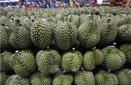 Thị trường nông sản: Xuất khẩu sầu riêng của Thái Lan đối mặt nhiều thách thức