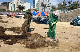 TP Hồ Chí Minh: Khẩn trương thu dọn rong biển tràn vào bờ biển Bãi Sau