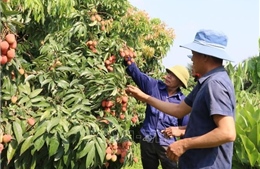 Giá vải thiều đầu mùa tăng mạnh, Hải Phòng chủ động kết nối tiêu thụ