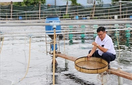 Công nghệ cao 'tiếp sức' ngành tôm